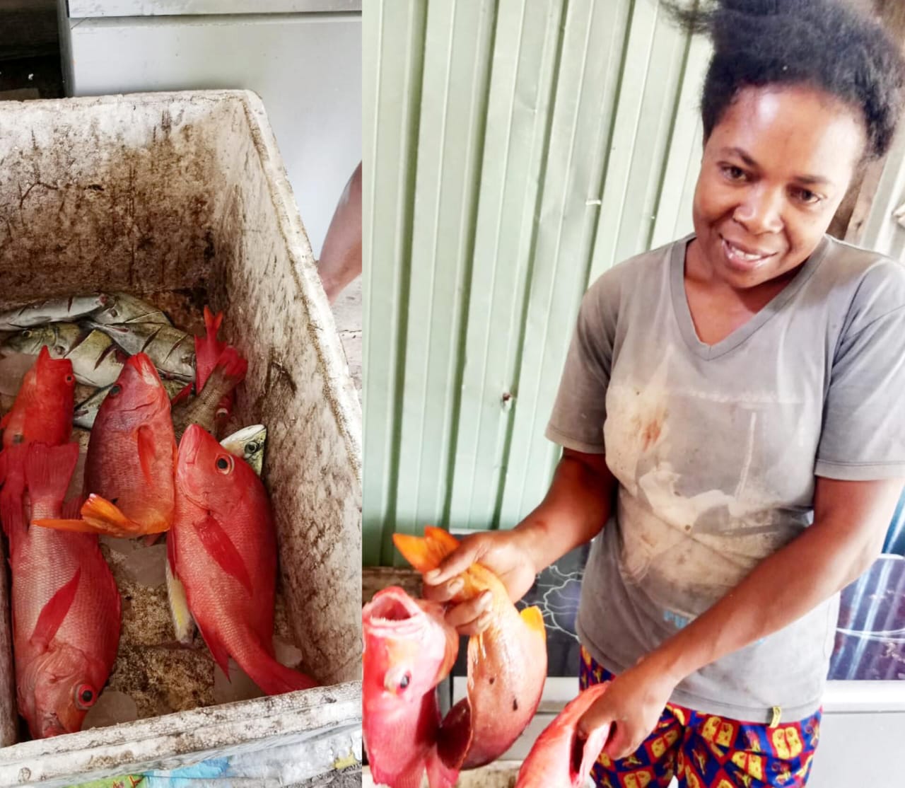 Hasil tanggkapan ikan di sekitar Atraktor Cangkang Kerang dan Rumah Ikan di Teluk Makbon Kabupaten Sorong